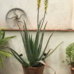 Is Aloe Vera a Flowering Plant?