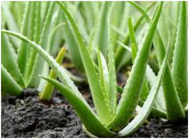 aloe vera benefits for skin