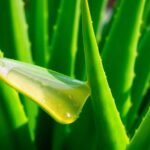 aloe vera benefits revealed