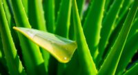 aloe vera benefits revealed
