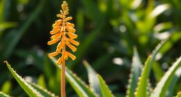 aloe vera is flowering