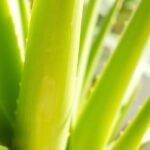 aloe vera plant issues solutions