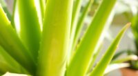 aloe vera plant issues solutions