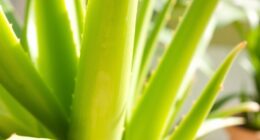 aloe vera plant issues solutions