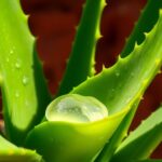 aloe vera s fascinating properties