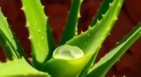 aloe vera s fascinating properties