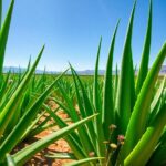 aloe vera s natural habitat