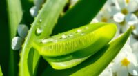 aloe vera skin benefits