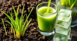 growing and preparing wheatgrass