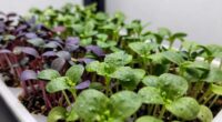 growing mold free microgreens