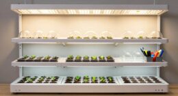 top seed starting grow lights