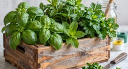 herb crate painting ideas