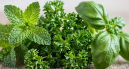 herb juicing flavor differences