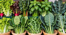 seasonal greens selection guide