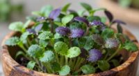 tiny greens potent taste